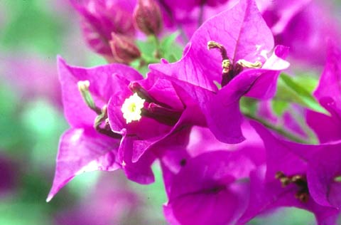 bougainvillaea photo by OCVB